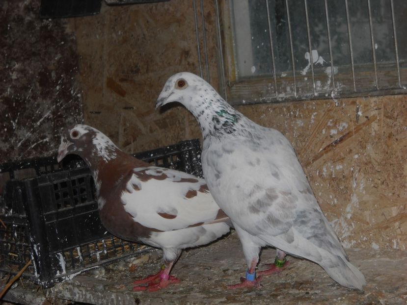  - UNDEVA IN SUCEAVA arhiva