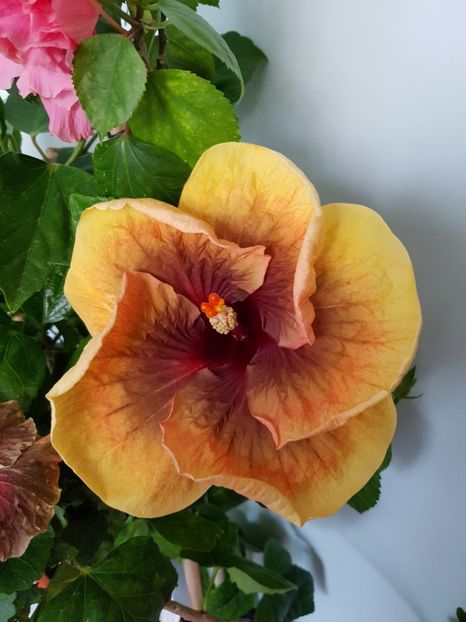  - Hibiscus Tahitian Dark Congo