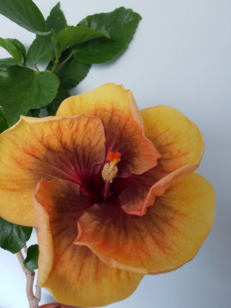  - Hibiscus Tahitian Dark Congo