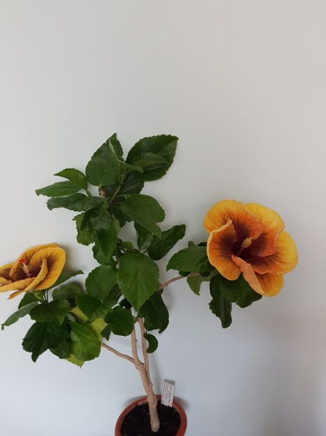  - Hibiscus Tahitian Dark Congo