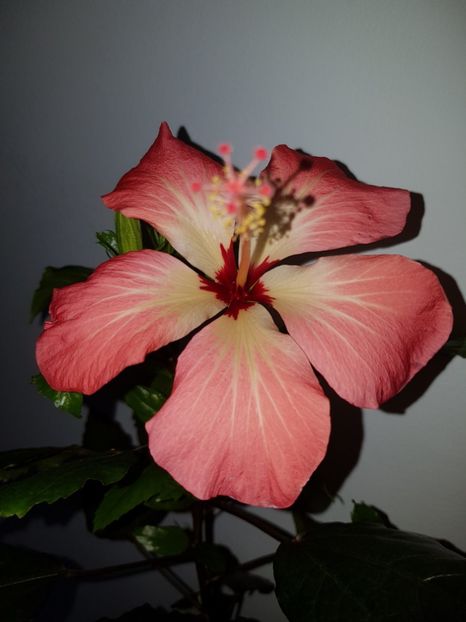  - Hibiscus Storcki