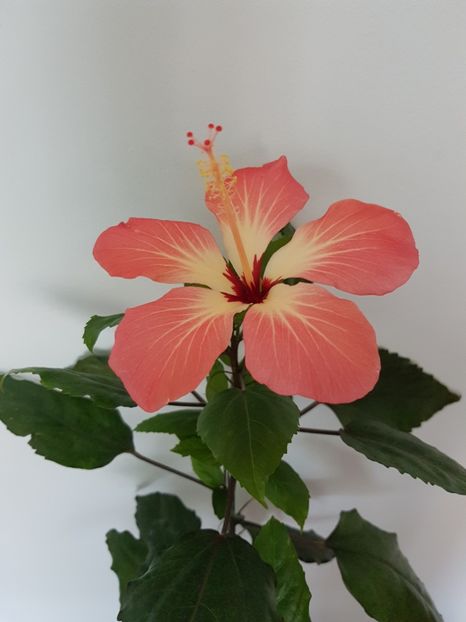  - Hibiscus Storcki