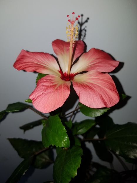  - Hibiscus Storcki