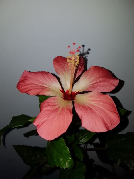  - Hibiscus Storcki