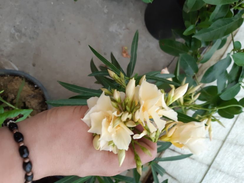  - 1Flori 2019