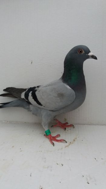 F 2018 vanduta - De! voiajori vanduti