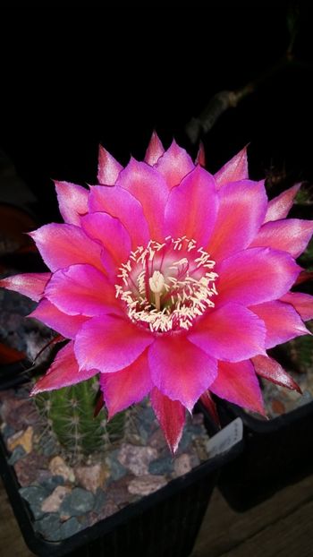  - cactusi 2019