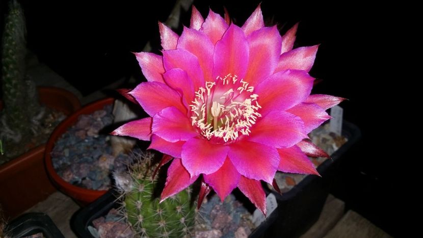  - cactusi 2019