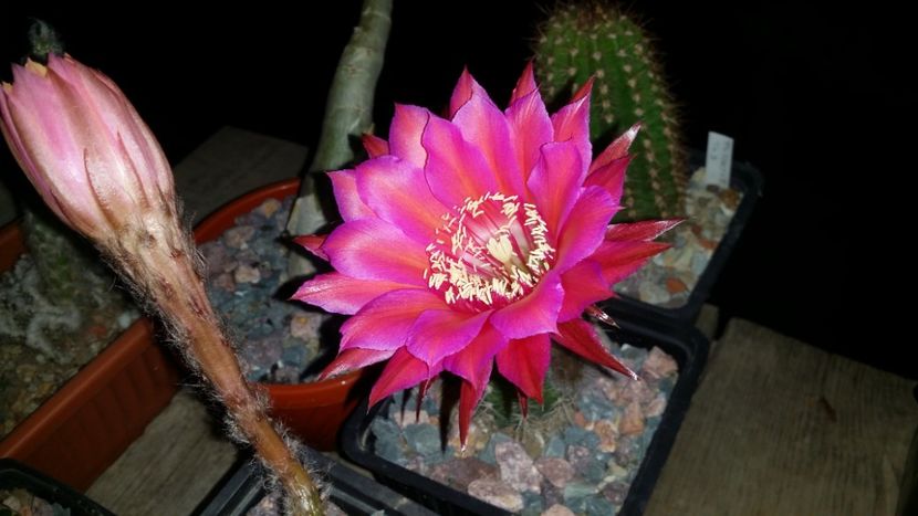  - cactusi 2019