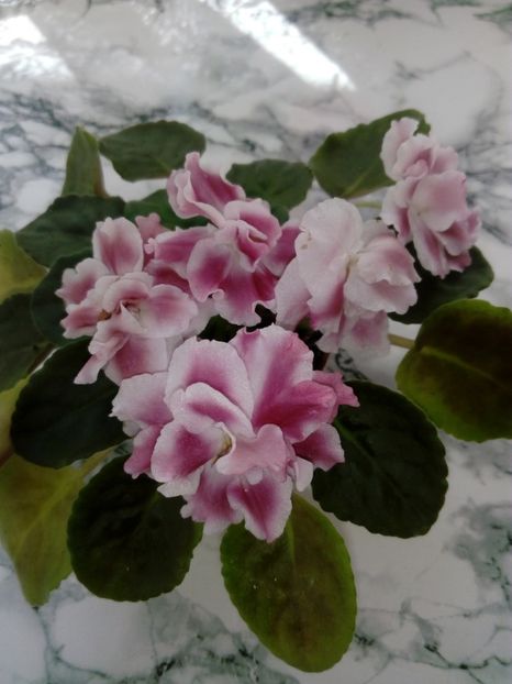 15 iunie 2019 - Moroznaia Vishnia