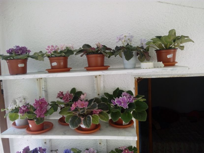  - AAA Colectia vara 2019 - la 15 iunie 2019