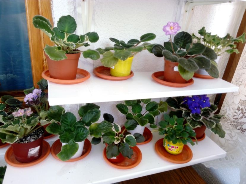  - AAA Colectia vara 2019 - la 15 iunie 2019