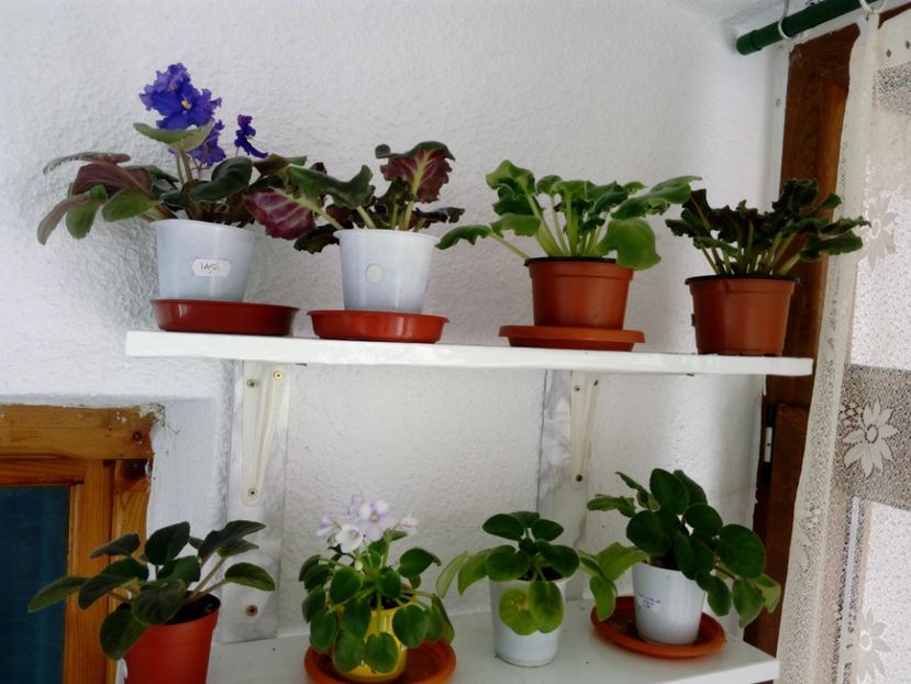  - AAA Colectia vara 2019 - la 15 iunie 2019