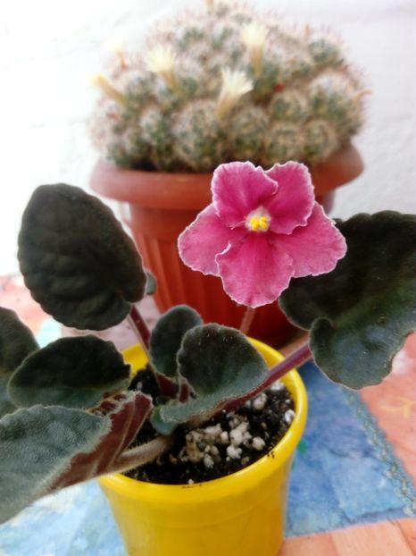  - AAA Colectia vara 2019 - la 15 iunie 2019