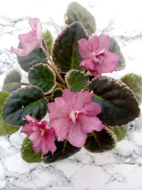  - AAA Colectia vara 2019 - la 15 iunie 2019