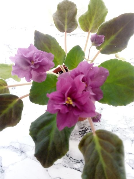  - AAA Colectia vara 2019 - la 15 iunie 2019