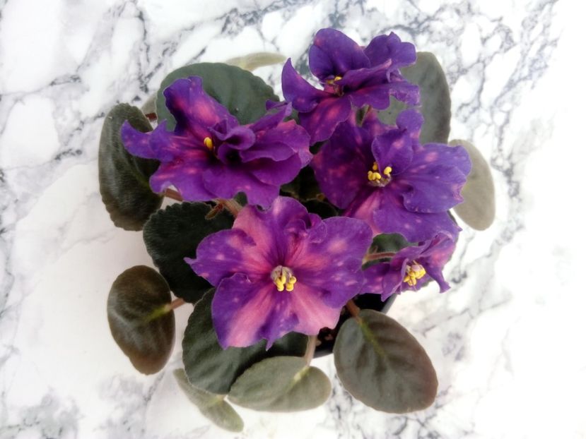 15 iunie 2019 - ZZZ____AE Bliznecy