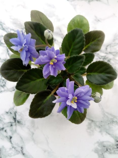 15 iunie 2019 - N - Snezhnyi Georgin sp