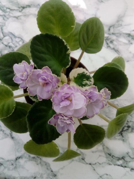 15 iunie 2019 - Buckeye Saucy Irish