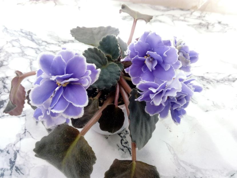 15 iunie 2019 - ZZz_Mermaid