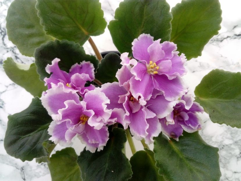 15 iunie 2019 - EK Russkaya Krasavitsa