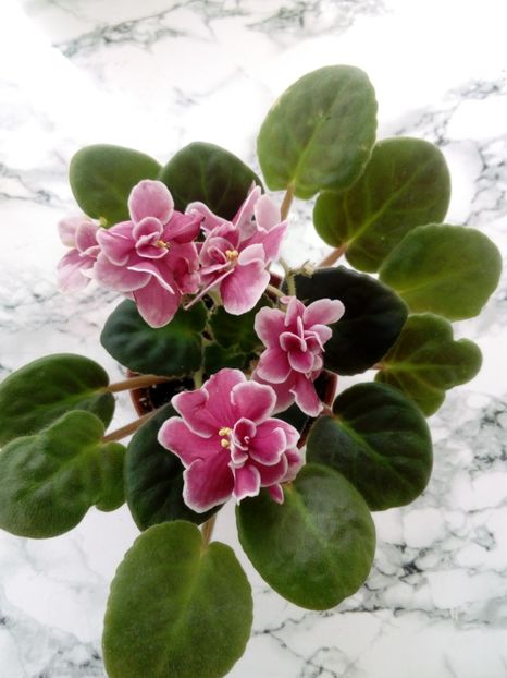 15 iunie 2019 - Bob Serbin