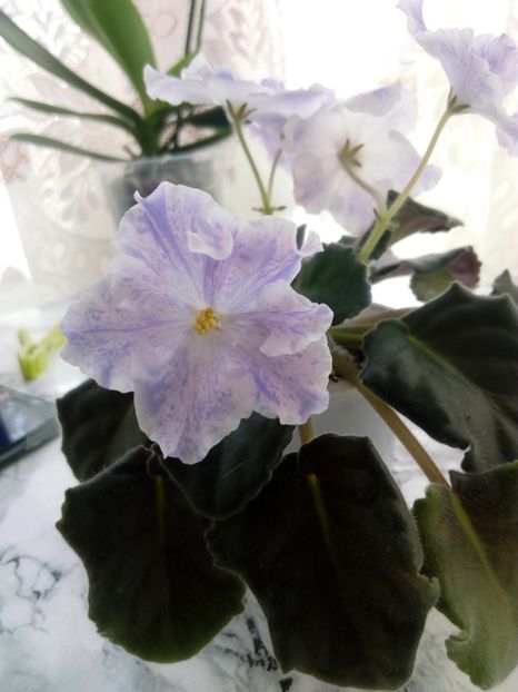 15 iunie 2019 - ZZZ_____RS Maiskyje Grozy