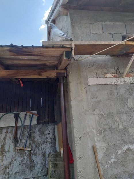  - masculi abastru de azur 2021