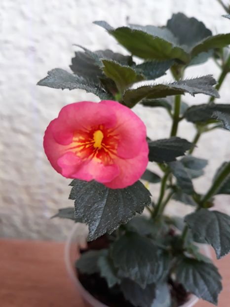 2019 - R19 - Texas Heat