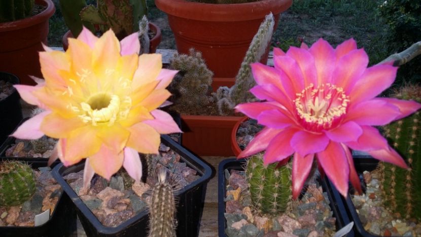  - cactusi 2019