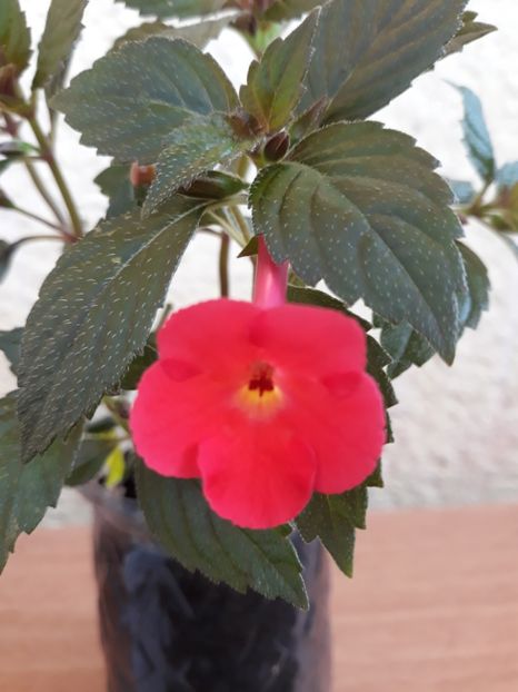 2019 - R19 - Orange Delight