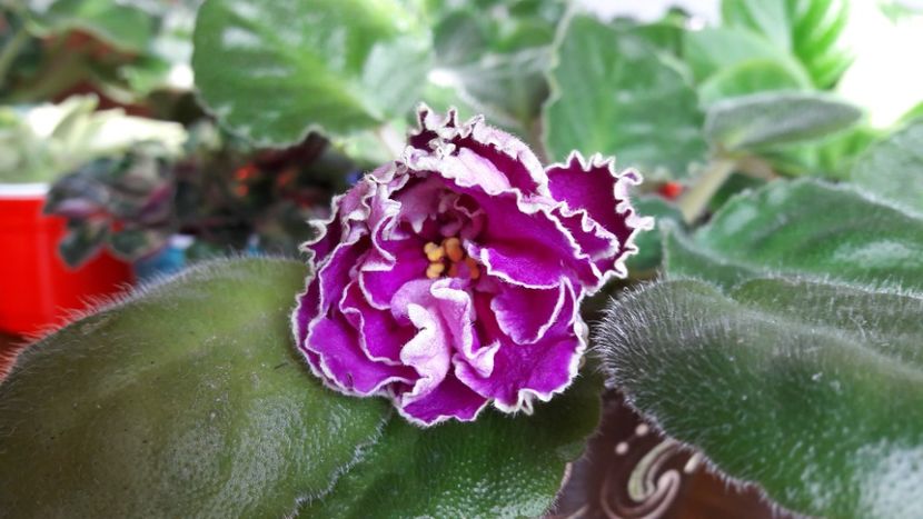 Mai mult nu vrea :) - Sun Sizzile