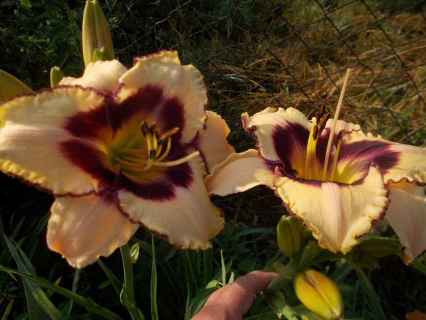 CANADIAN BORDER PATROL - Hemerocallis 2019