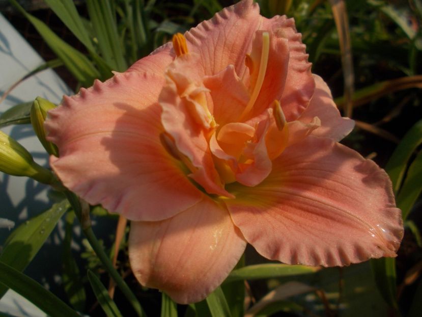 Siloam Double Classic - Hemerocallis 2019