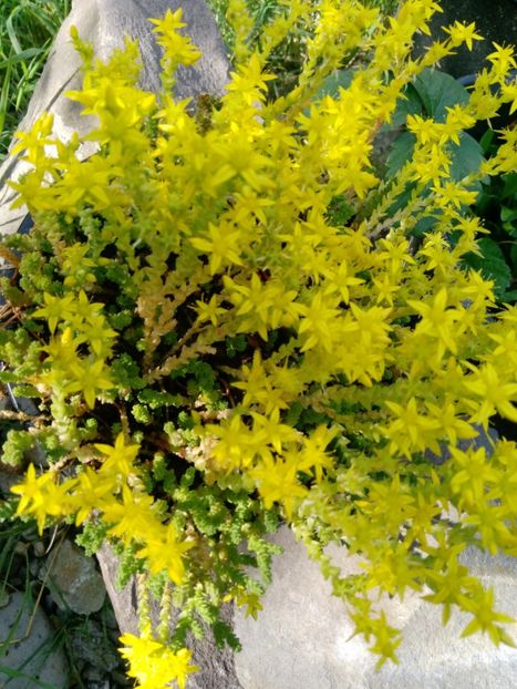  - Mixt de Floricele 2019