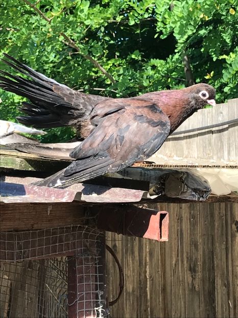 702C34C7-4341-4BB9-8E94-326ADA7EE130 - Negri turci