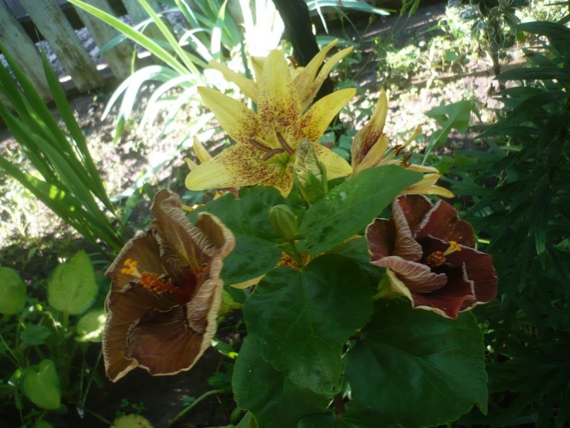 22.06.2019 - HIBISCUSI 2019-1