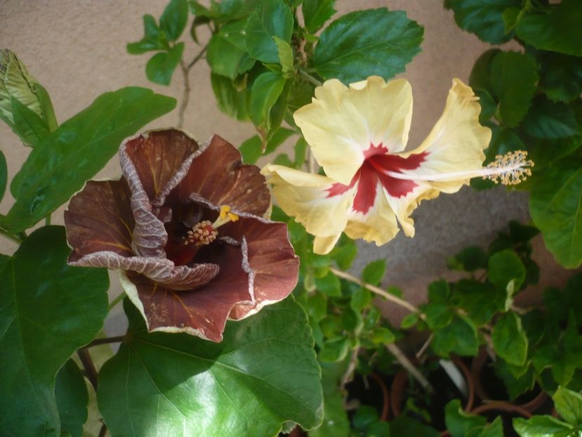 P1420064 - HIBISCUSI 2019-1