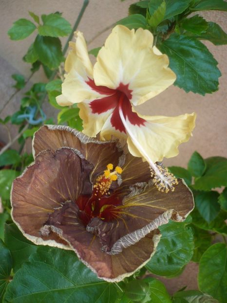 P1420065 - HIBISCUSI 2019-1