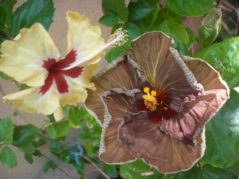 P1420066 - HIBISCUSI 2019-1