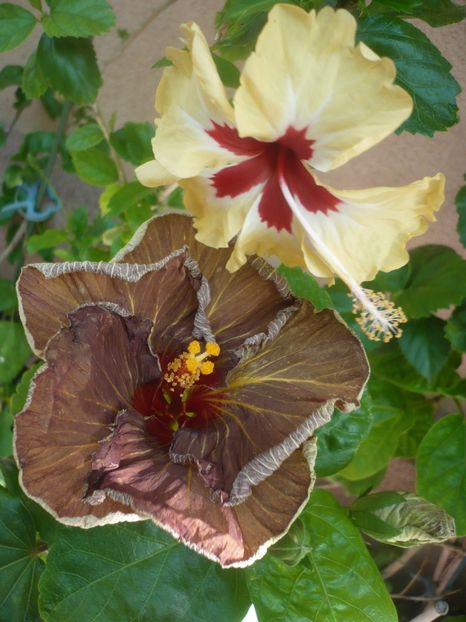 P1420067 - HIBISCUSI 2019-1