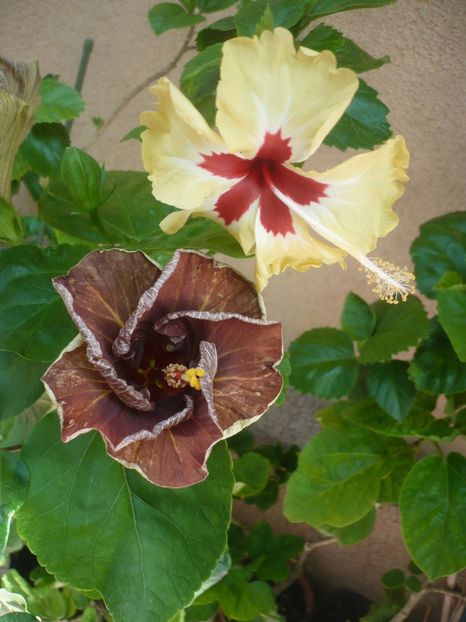 P1420068 - HIBISCUSI 2019-1