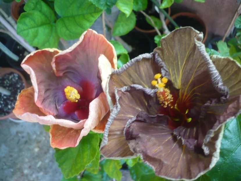 P1420069 - HIBISCUSI 2019-1