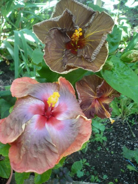 P1420074 - HIBISCUSI 2019-1