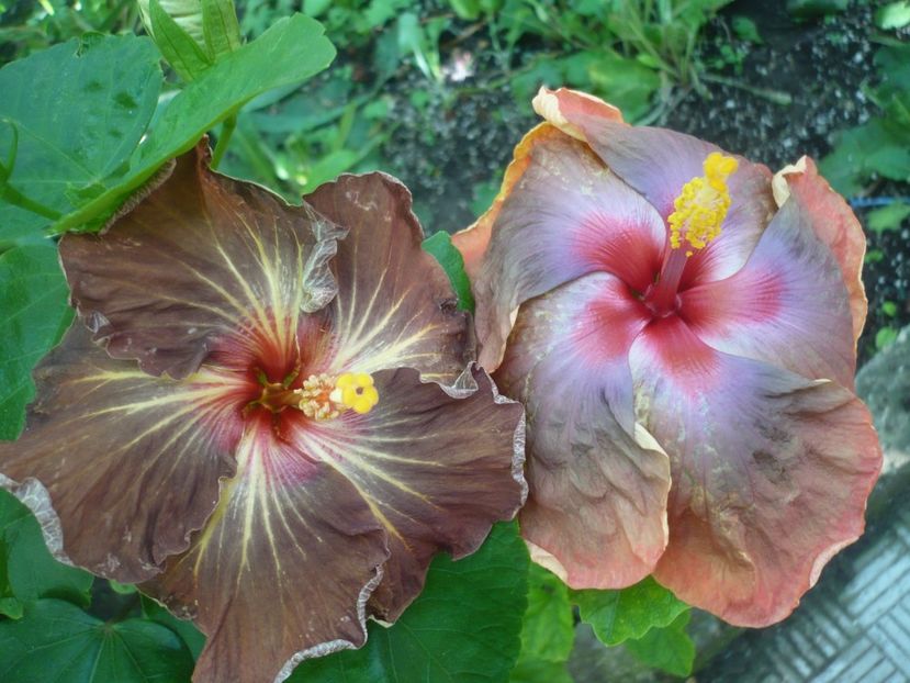 P1420079 - HIBISCUSI 2019-1