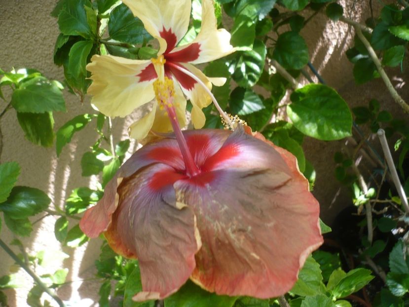 P1420081 - HIBISCUSI 2019-1