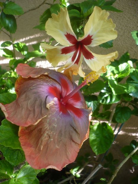 P1420082 - HIBISCUSI 2019-1