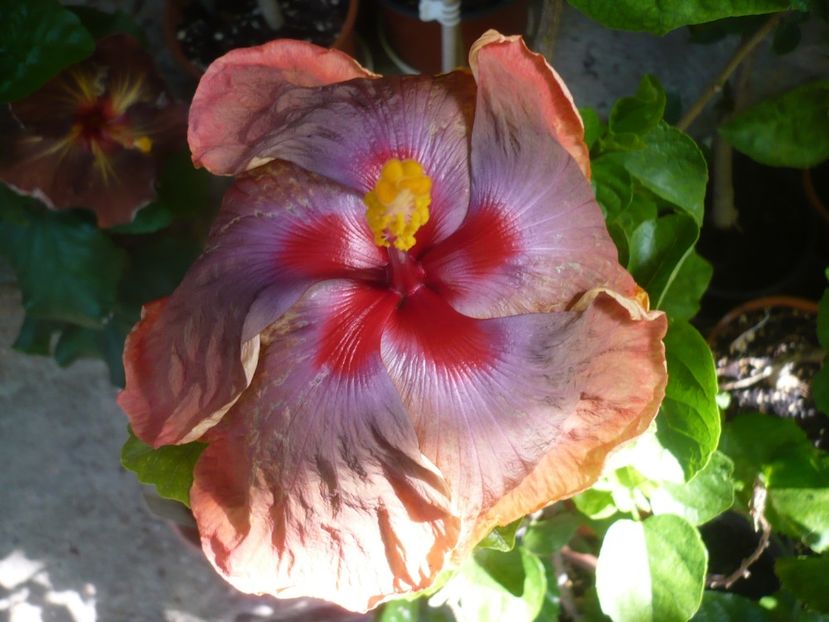 P1420071 - Tahitian Passion Flower