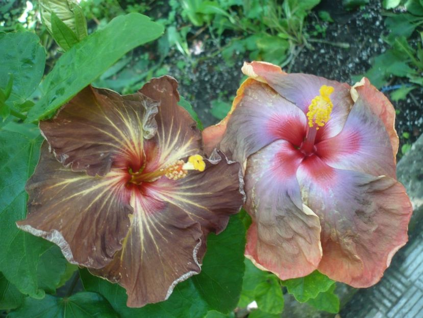P1420077 - Tahitian Passion Flower