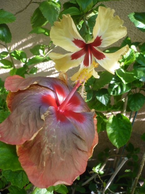 P1420080 - Tahitian Passion Flower